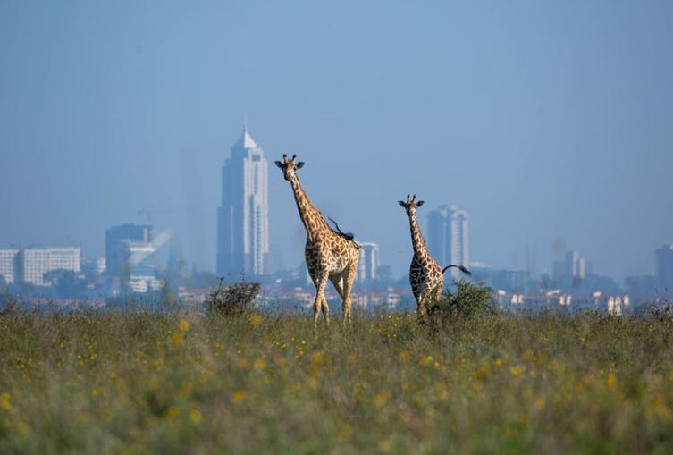 Safari Tour Nairobi National Park