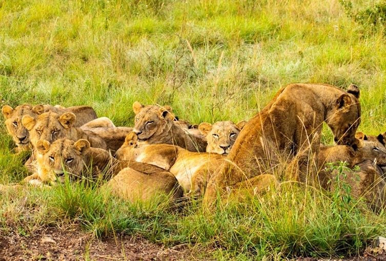 Safari Tour Nairobi National Park