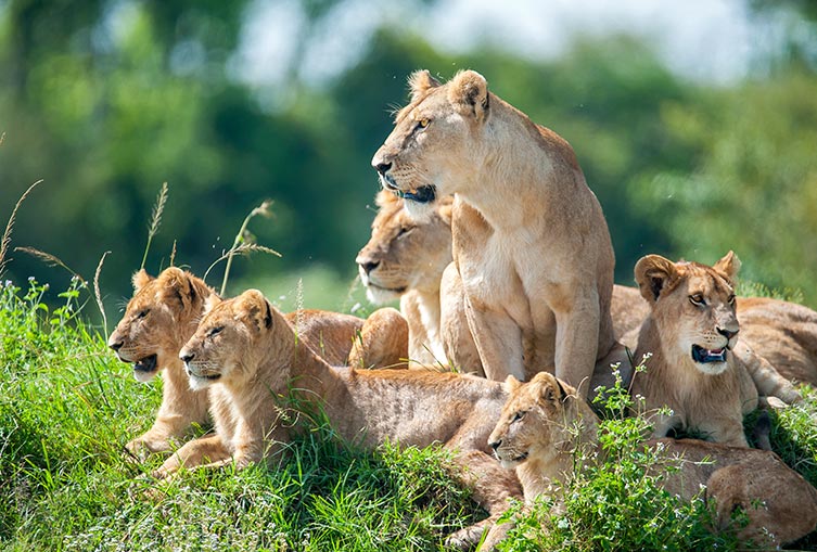 Siana Springs Tented Camp - Road Package