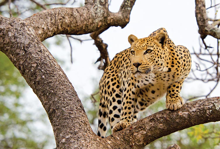 Camping Safaris in the Northern Parks of Tanzania