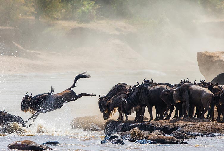 Camping Safaris in the Northern Parks of Tanzania