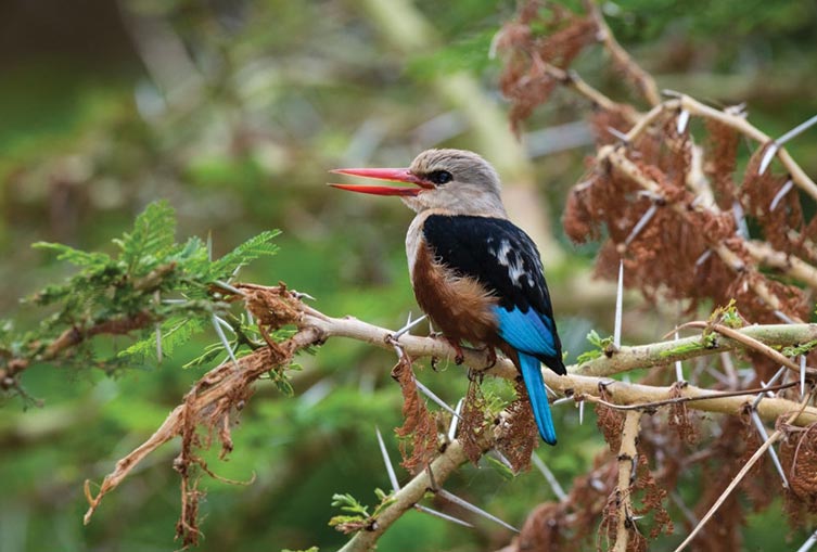 Camping Safaris in the Northern Parks of Tanzania