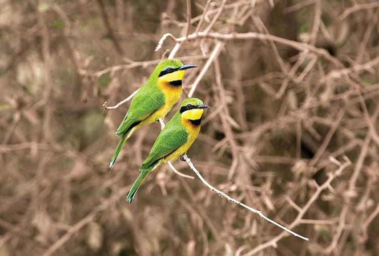 Camping Safaris in the Northern Parks of Tanzania